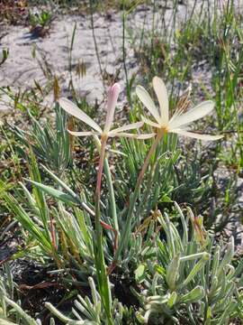 Geissorhiza exscapa (Thunb.) Goldblatt resmi