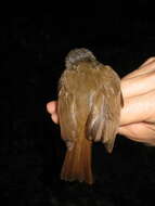 Image of Sooty-capped Babbler