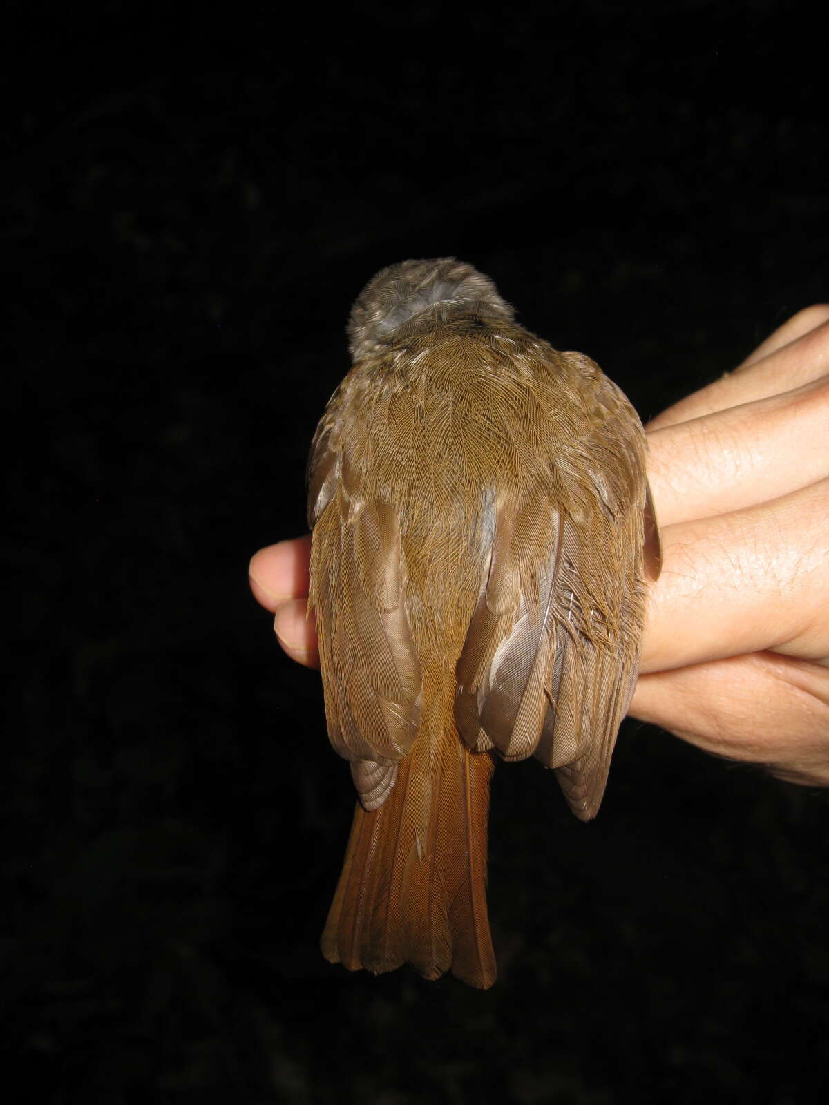 Image of Sooty-capped Babbler