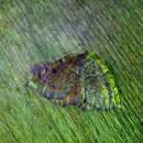 Image of aspen moth