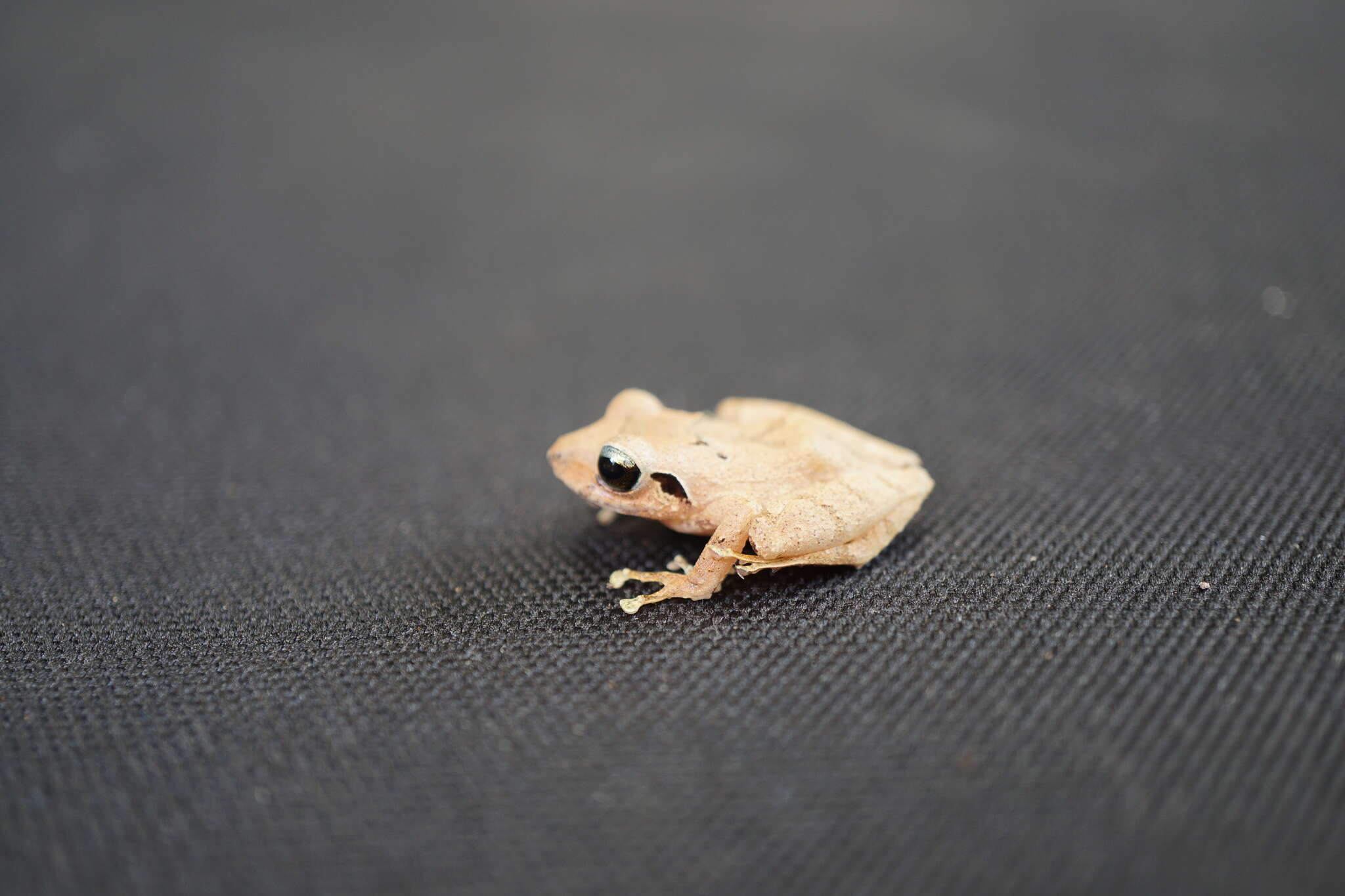 Image of Banded Robber Frog