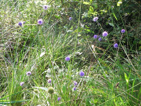 Image of Devil’s Bit Scabious