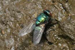 Image of Neomyia viridescens (Robineau-Desvoidy 1830)