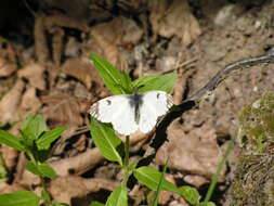 Image of orange tip