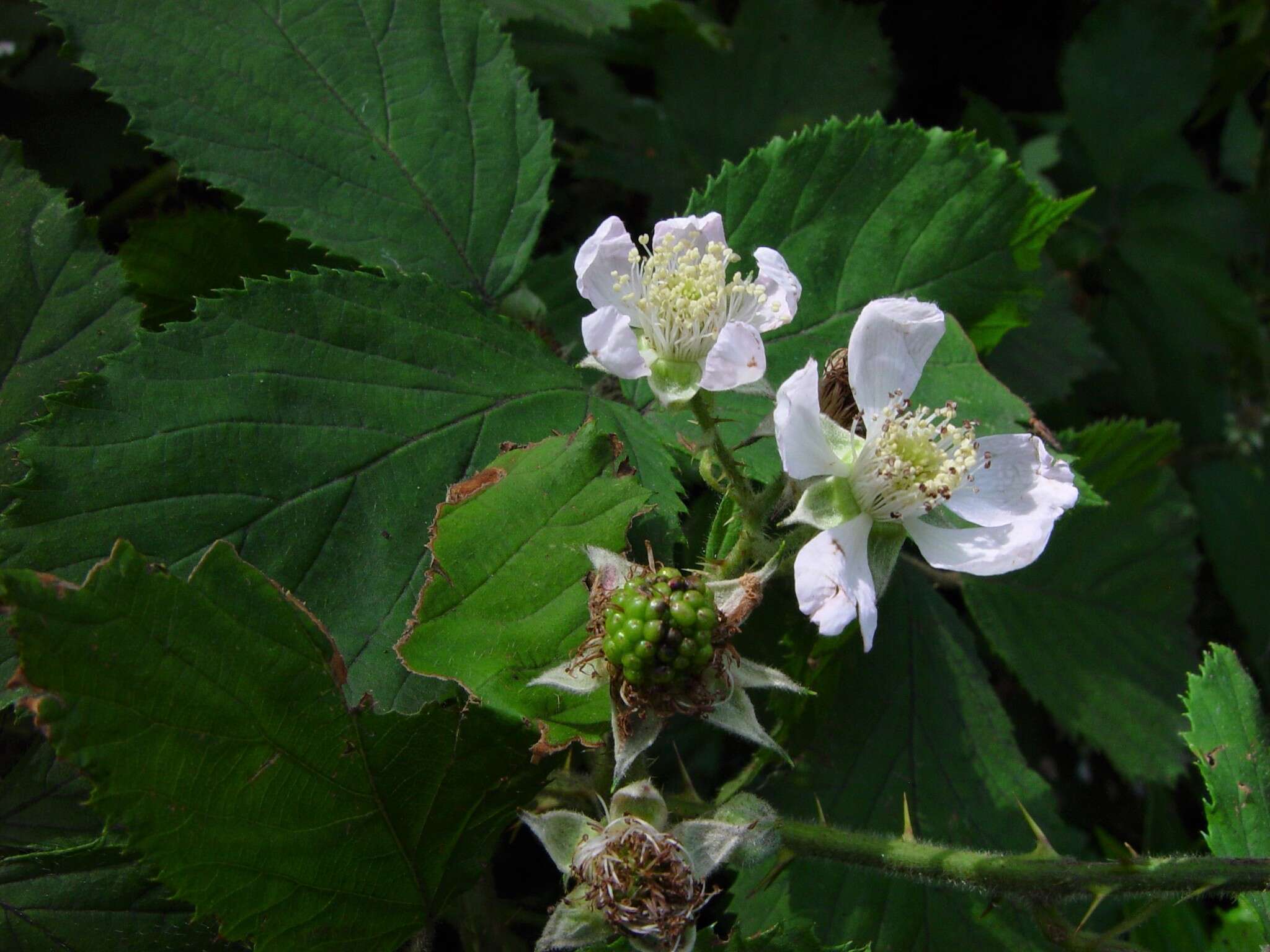 Image of Rubus dentatifolius (Briggs) W. C. R. Watson