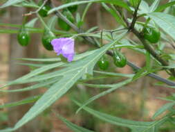 Image of Kangaroo Apple