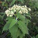 Sivun Parthenium tomentosum DC. kuva