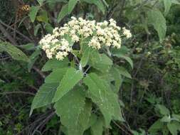 Parthenium tomentosum DC.的圖片