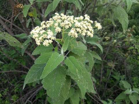 Sivun Parthenium tomentosum DC. kuva