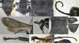 صورة Entomobora