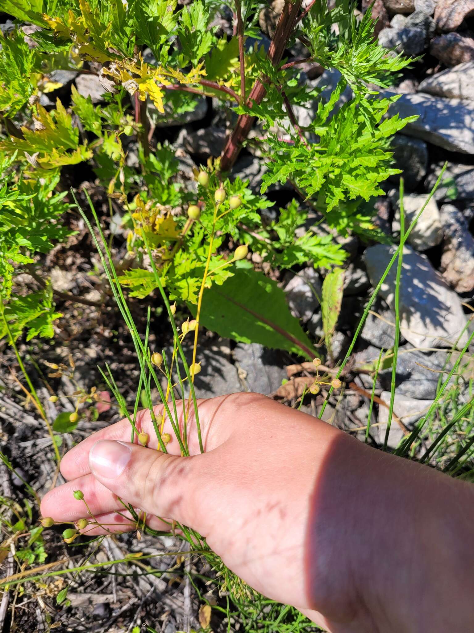 Imagem de Camelina sativa (L.) Crantz