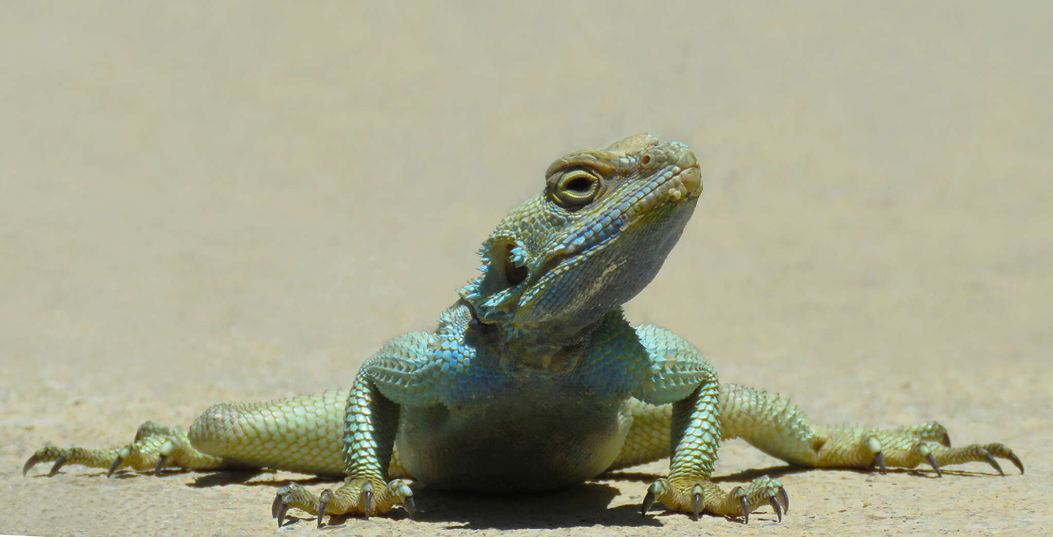 Image of Caucasian Agama