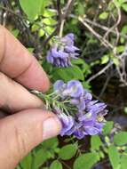 Image of American wisteria