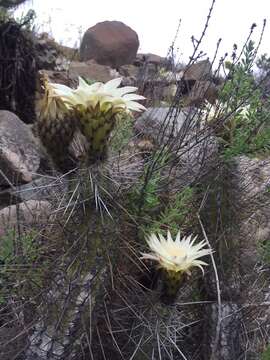 Image de Echinopsis deserticola (Werderm.) H. Friedrich & G. D. Rowley