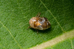 صورة Clastoptera obtusa (Say 1825)