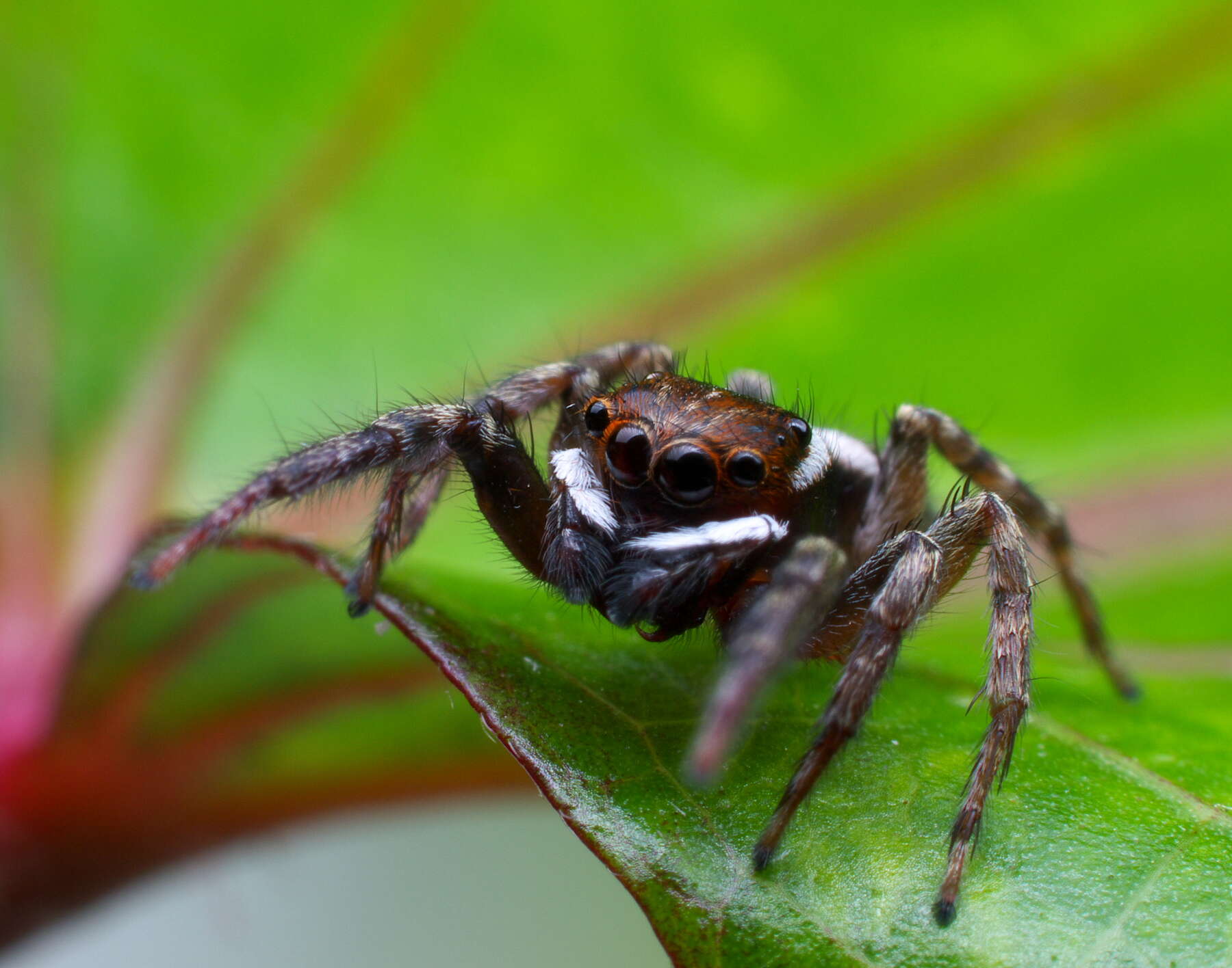 Image of Adanson's House Jumper