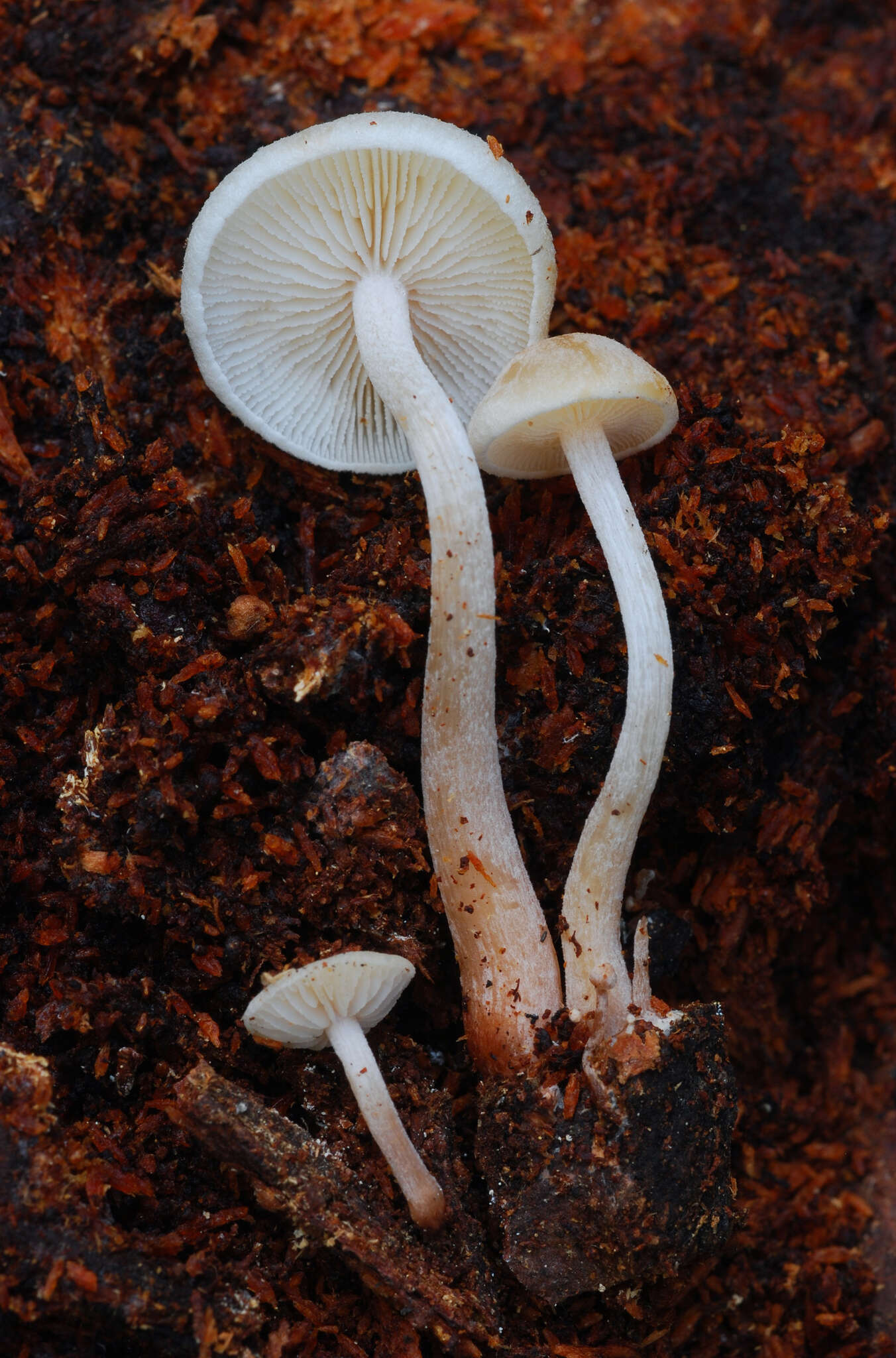 Plancia ëd Collybia bakerensis A. H. Sm. 1944