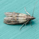 Image of Indianmeal Moth