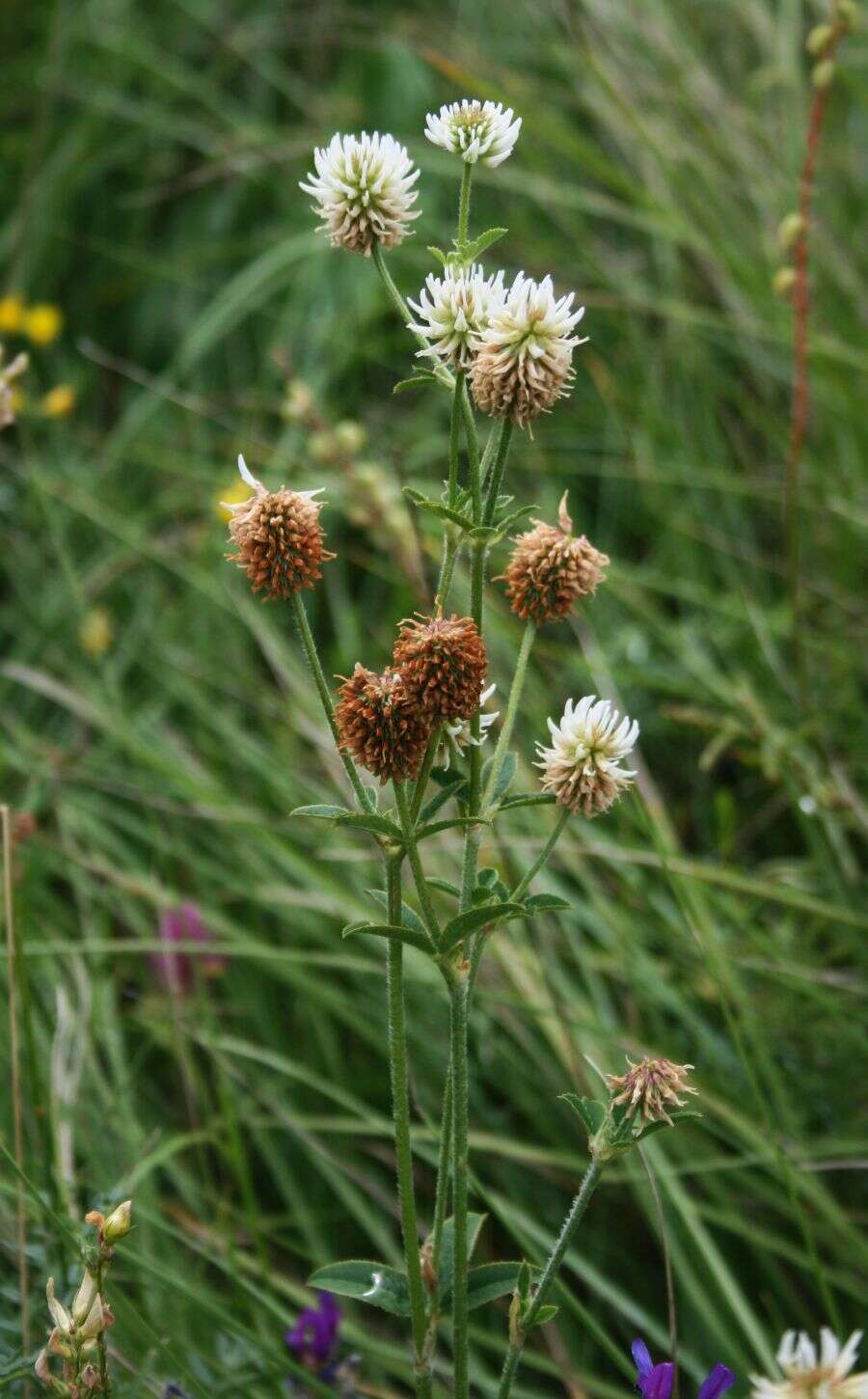 Trifolium montanum L.的圖片