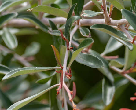 Image of Grevillea parvula W. Molyneux & V. Stajsic