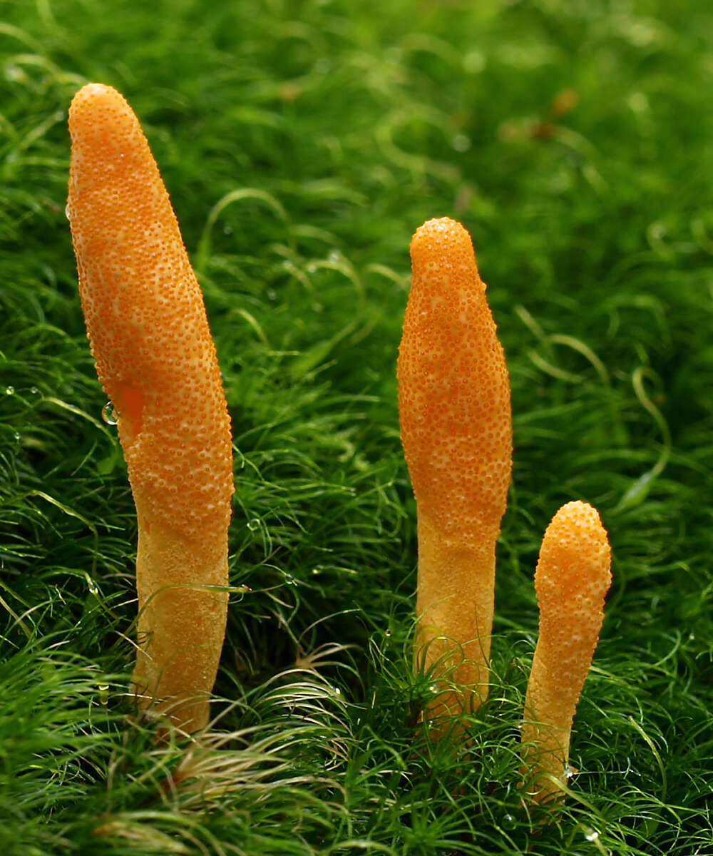 Image of Cordyceps