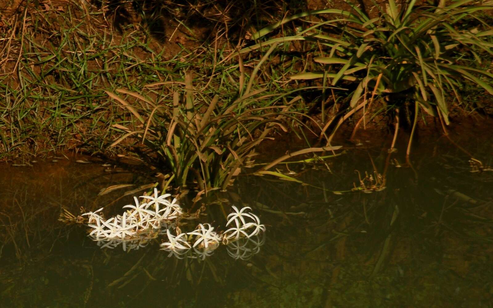 Слика од Crinum viviparum (Lam.) R. Ansari & V. J. Nair