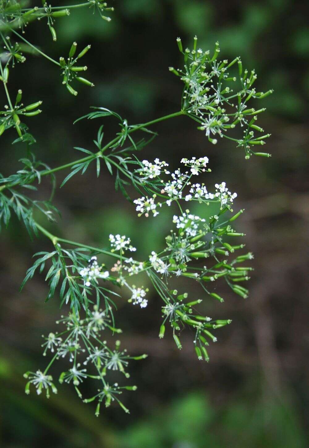 Image of bulbous chervil