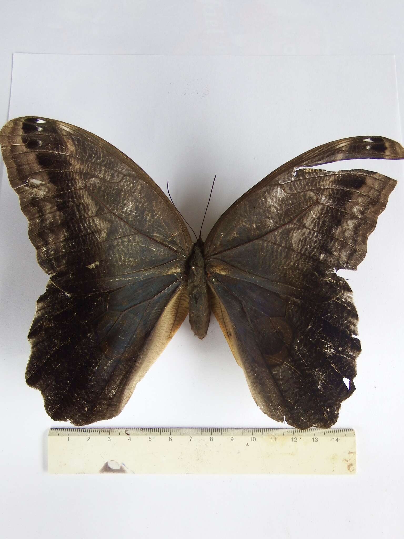 Imagem de Caligo eurilochus Cramer 1776