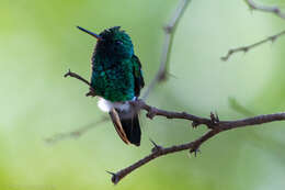 Image of Red-billed Emerald