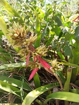 Слика од Aechmea aquilega (Salisb.) Griseb.