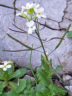 Image of alpine rockcress