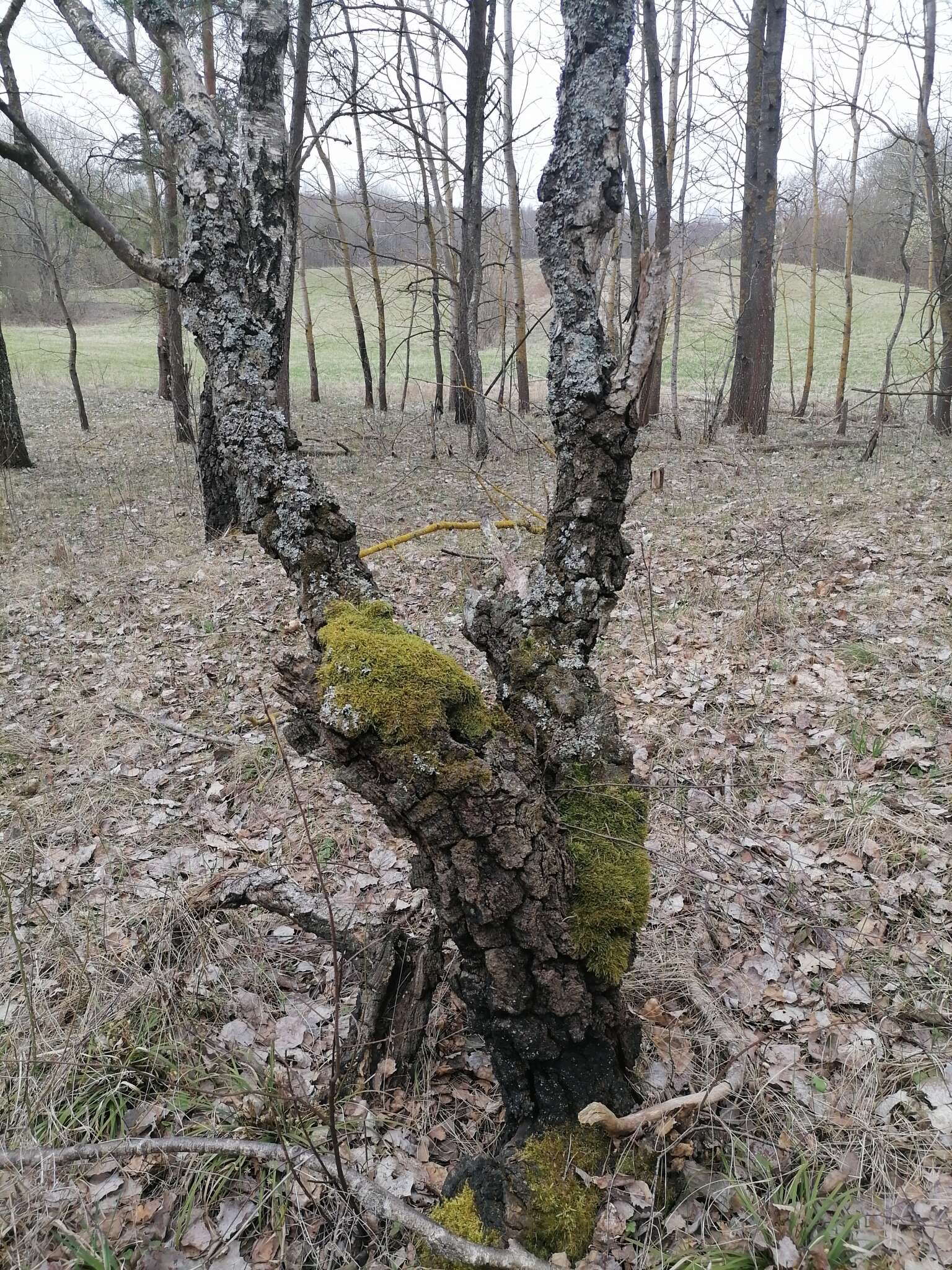 Image of Betula pendula subsp. pendula