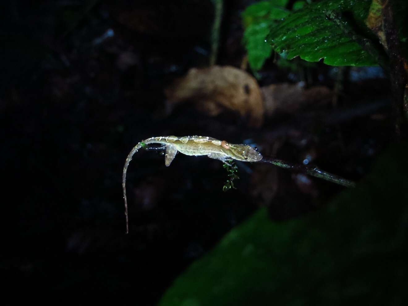 Image of Many-scaled Anole