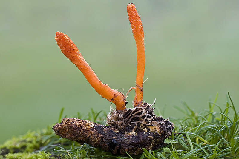 Plancia ëd Cordyceps militaris (L.) Fr. 1818