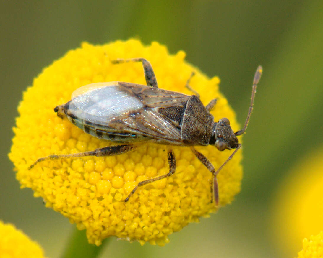 Image of Stictopleurus punctatonervosus (Goeze 1778)