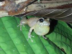 Image of Banded Robber Frog