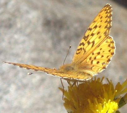 Image of <i>Speyeria coronis</i> Behr 1862