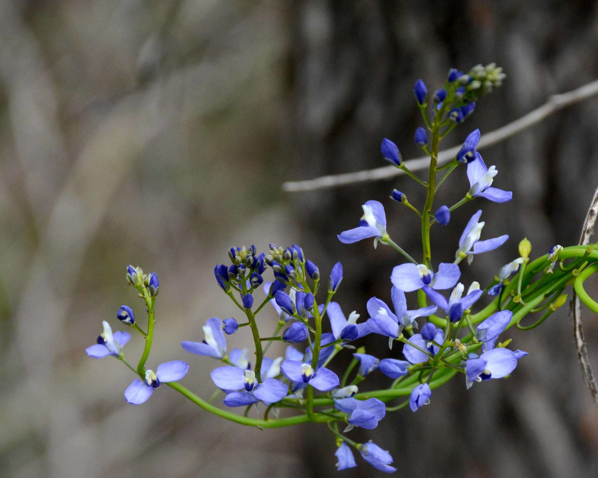 Image of Comesperma ciliatum Steetz