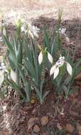 Image of Crinum glaucum A. Chev.