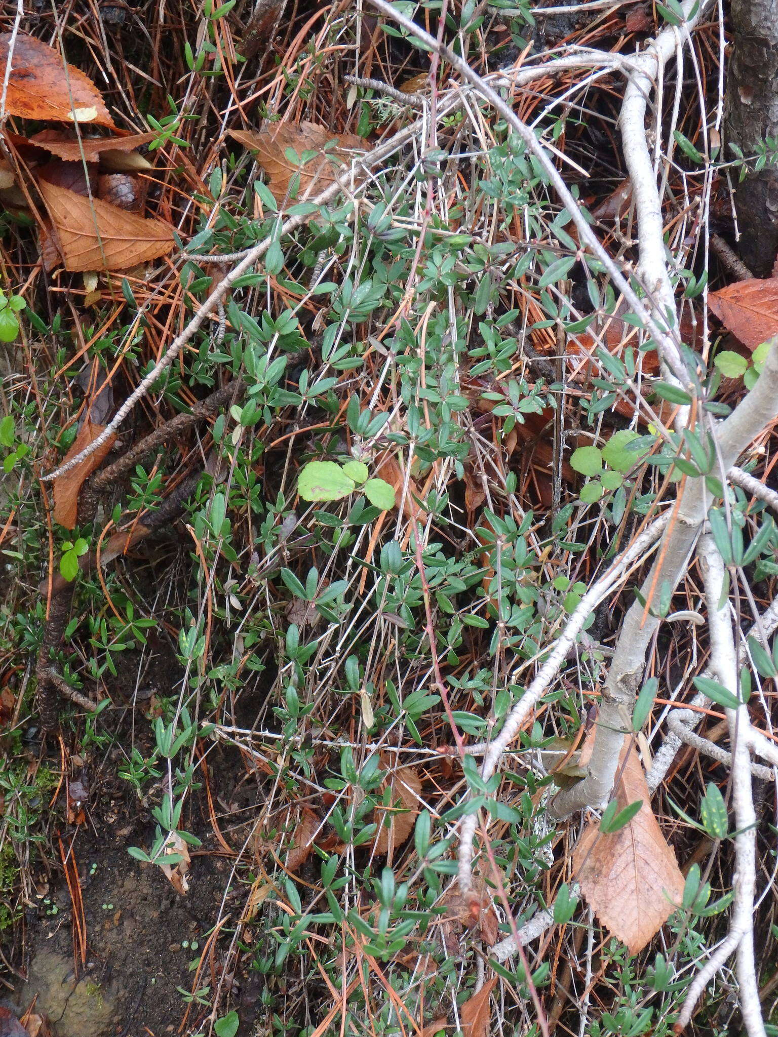 Sivun Rubia tenuifolia d'Urv. kuva