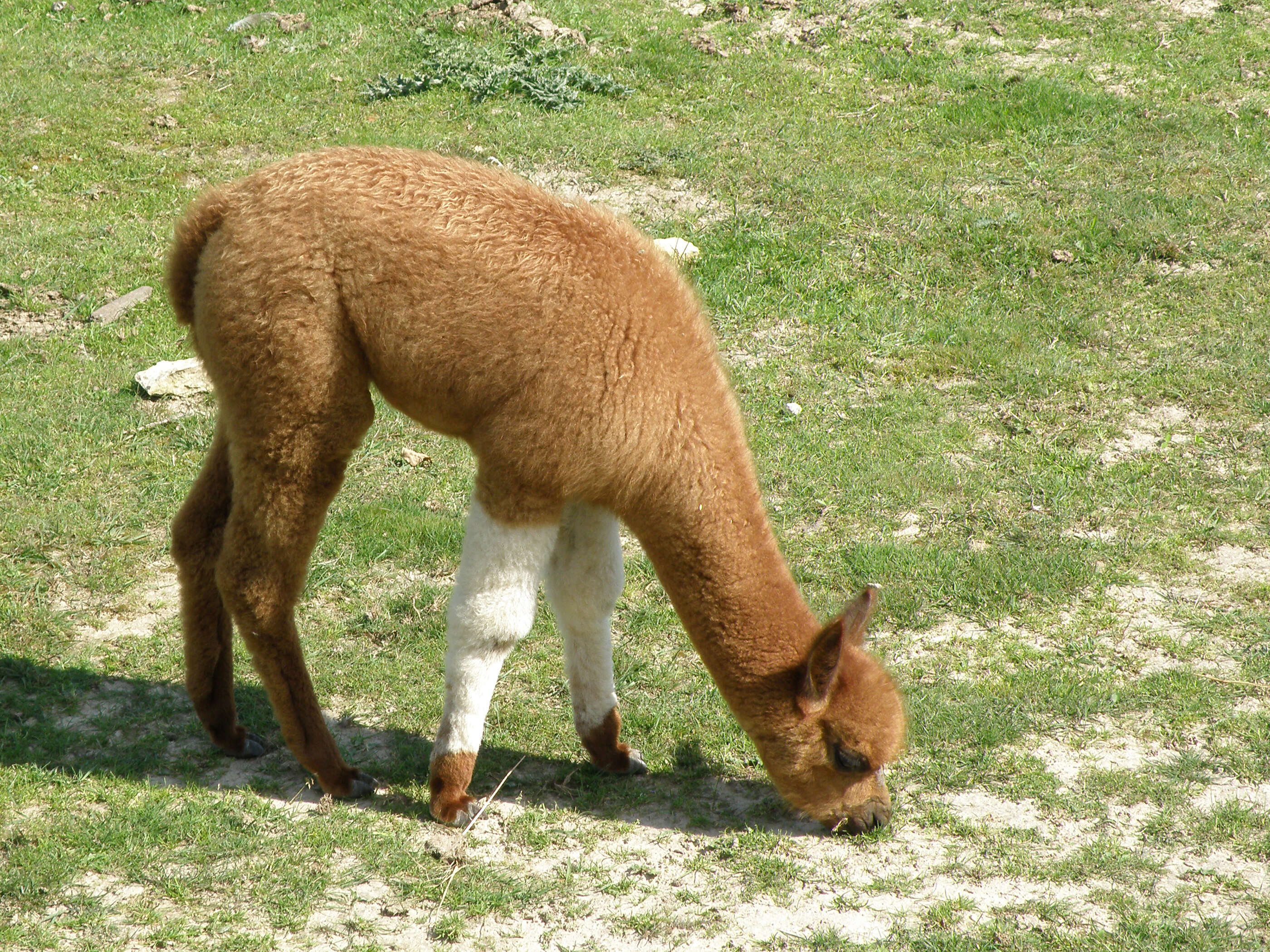 Image of llama