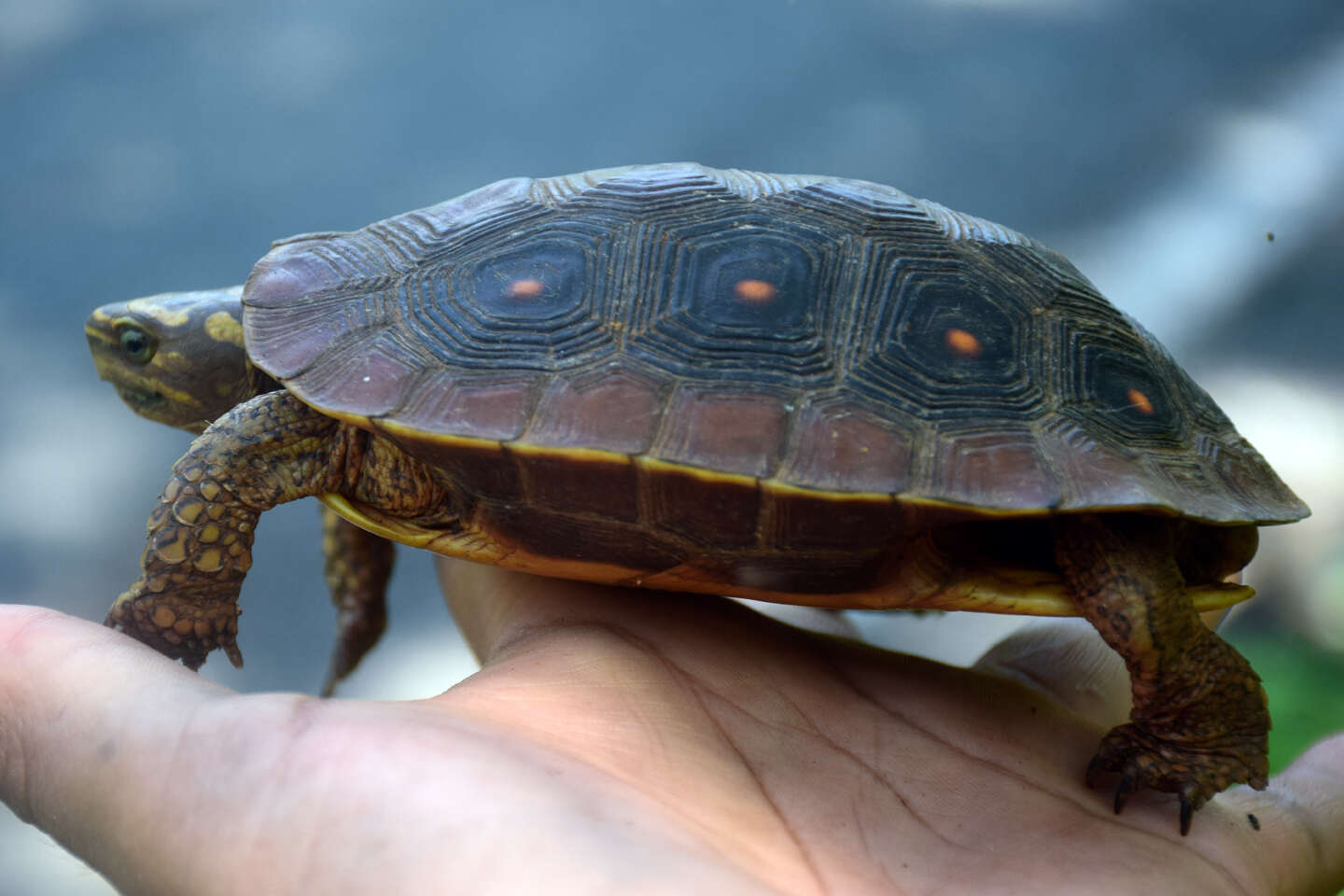 Image of Rhinoclemmys rubida perixantha (Mosimann & Rabb 1953)