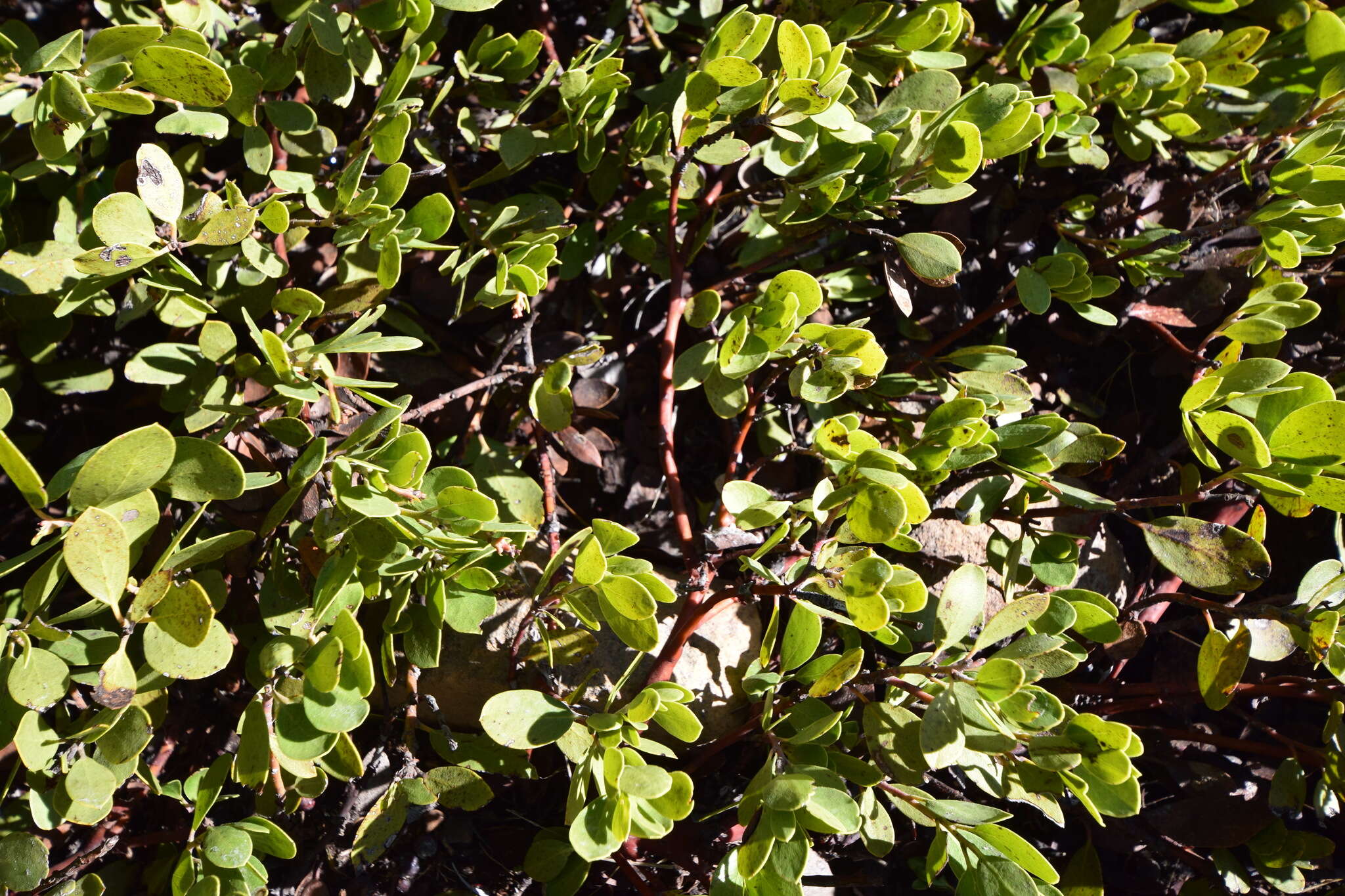 Imagem de Arctostaphylos nevadensis A. Gray