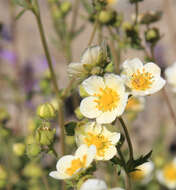 Image of Sticky Woodbeauty