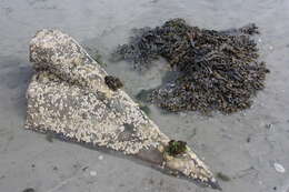 Image of Bladder Wrack