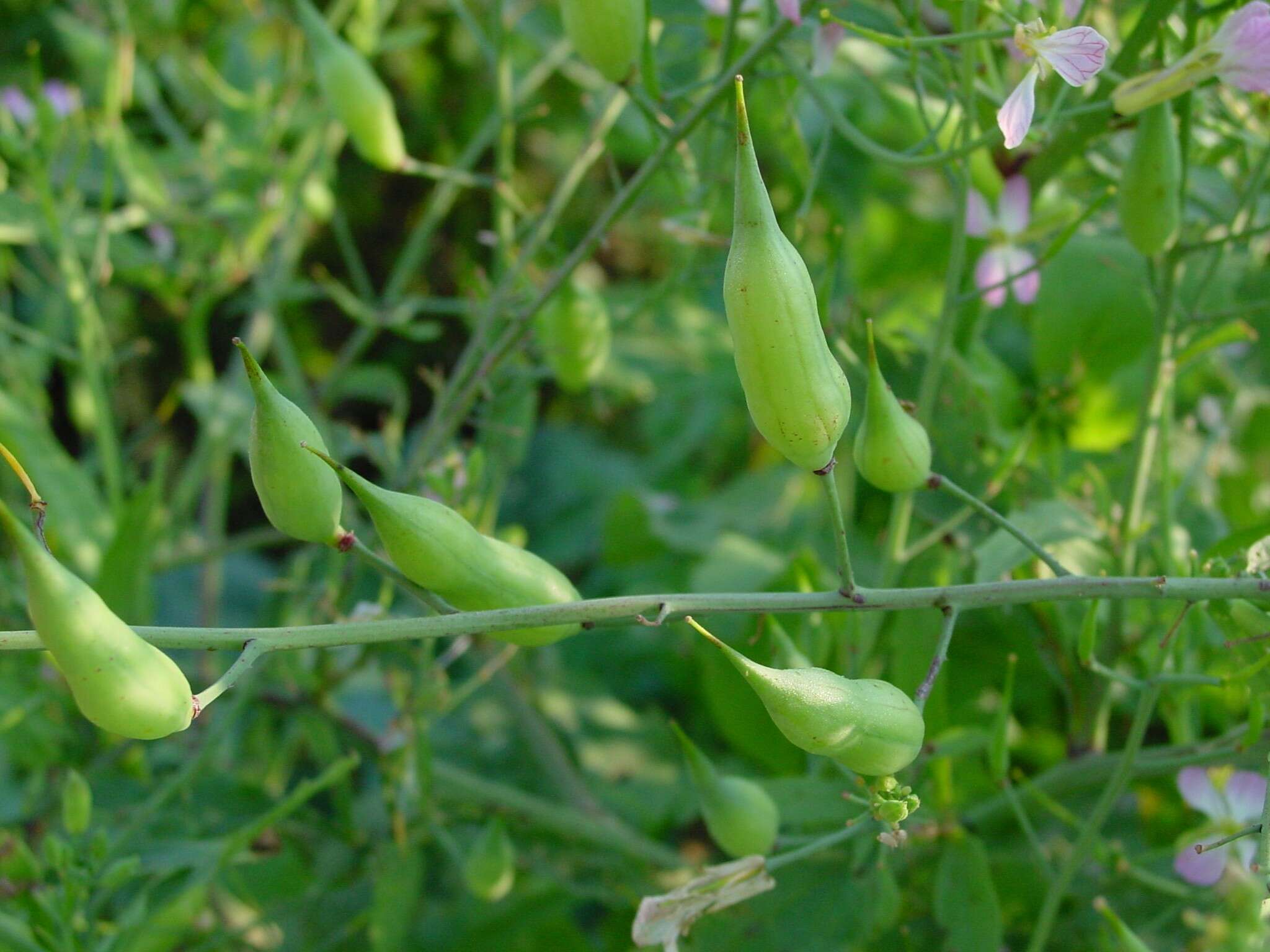 Image of cultivated radish