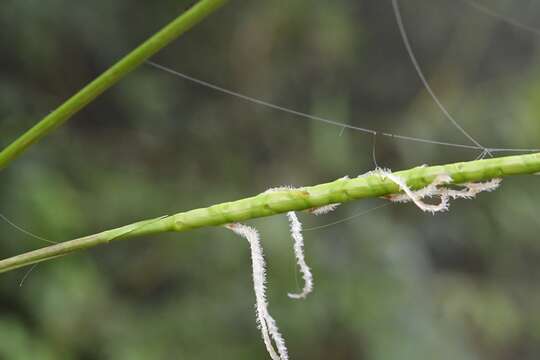 Image of Tripsacum jalapense De Wet & Brink