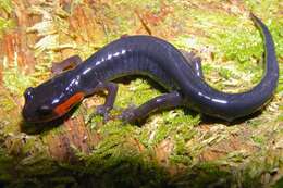 Image of Jordan's Salamander