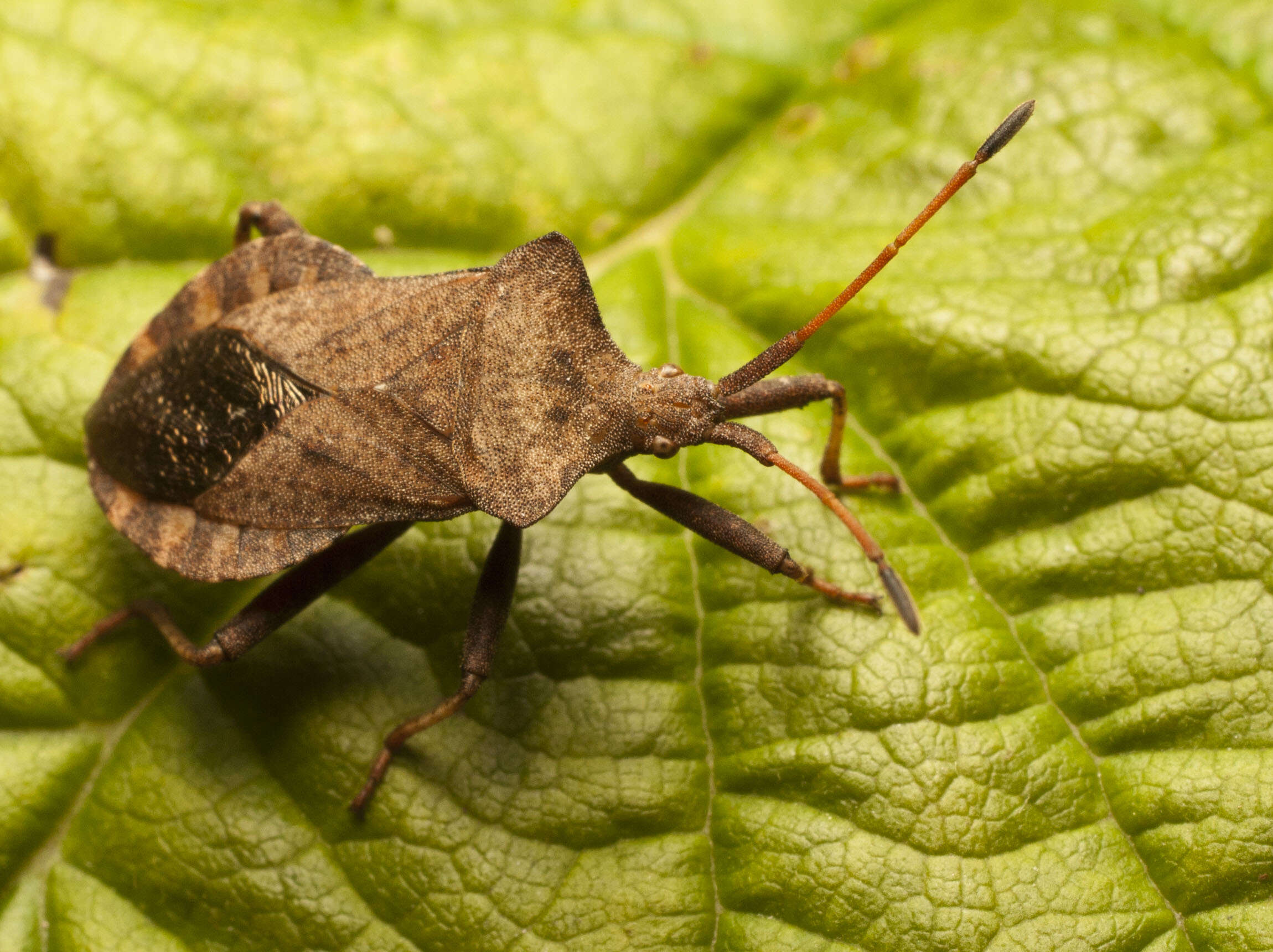 Image of Coreus