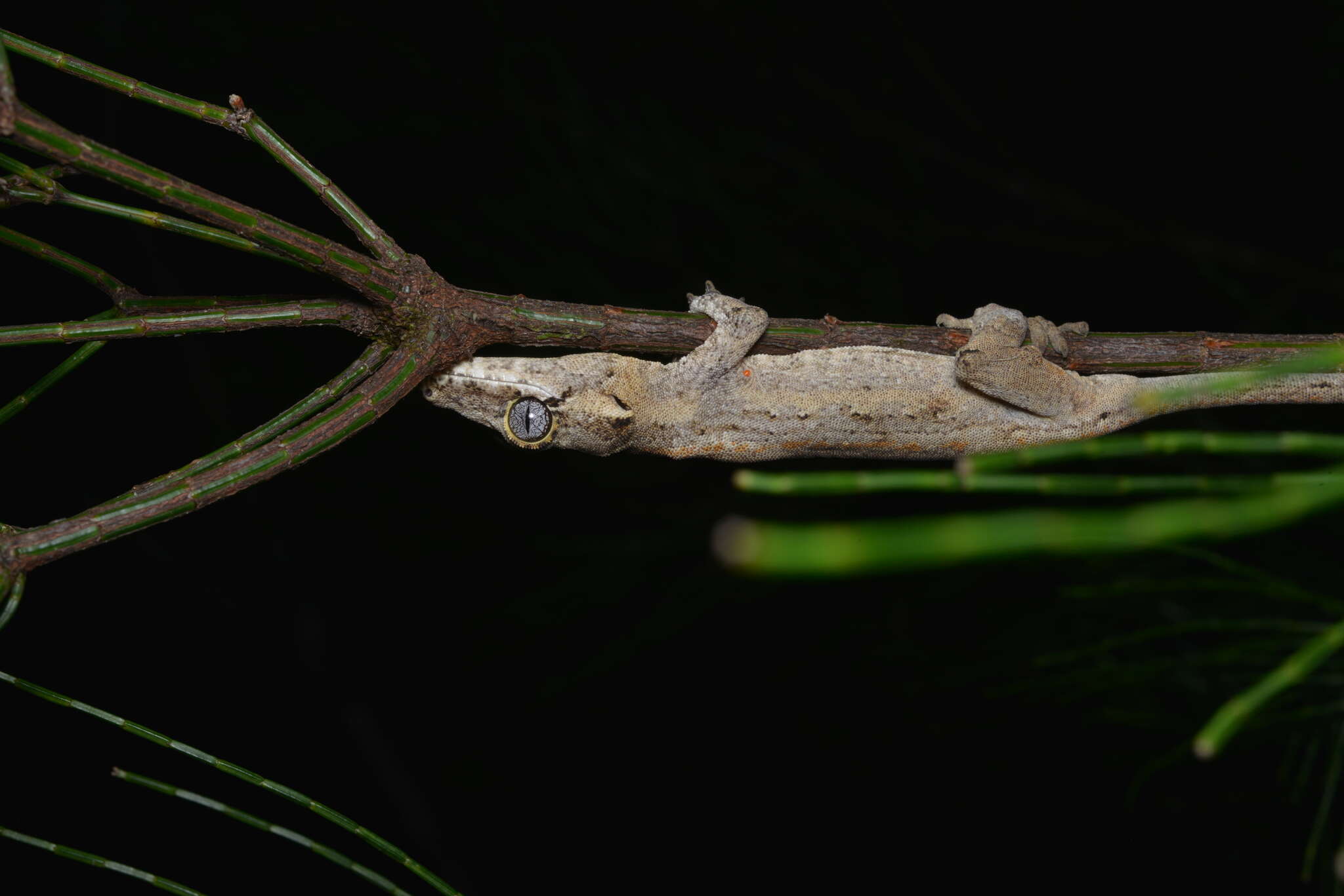 Image de Rhacodactylus